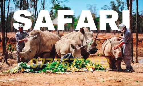 https://banchungcusaigon.com.vn/gioi-thieu-ve-khu-du-lich-sinh-thai-safari-binh-thuan.html