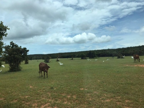 đất nông nghiệp